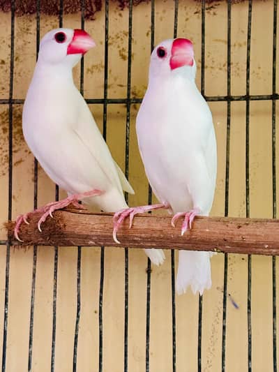 java breeding pyar