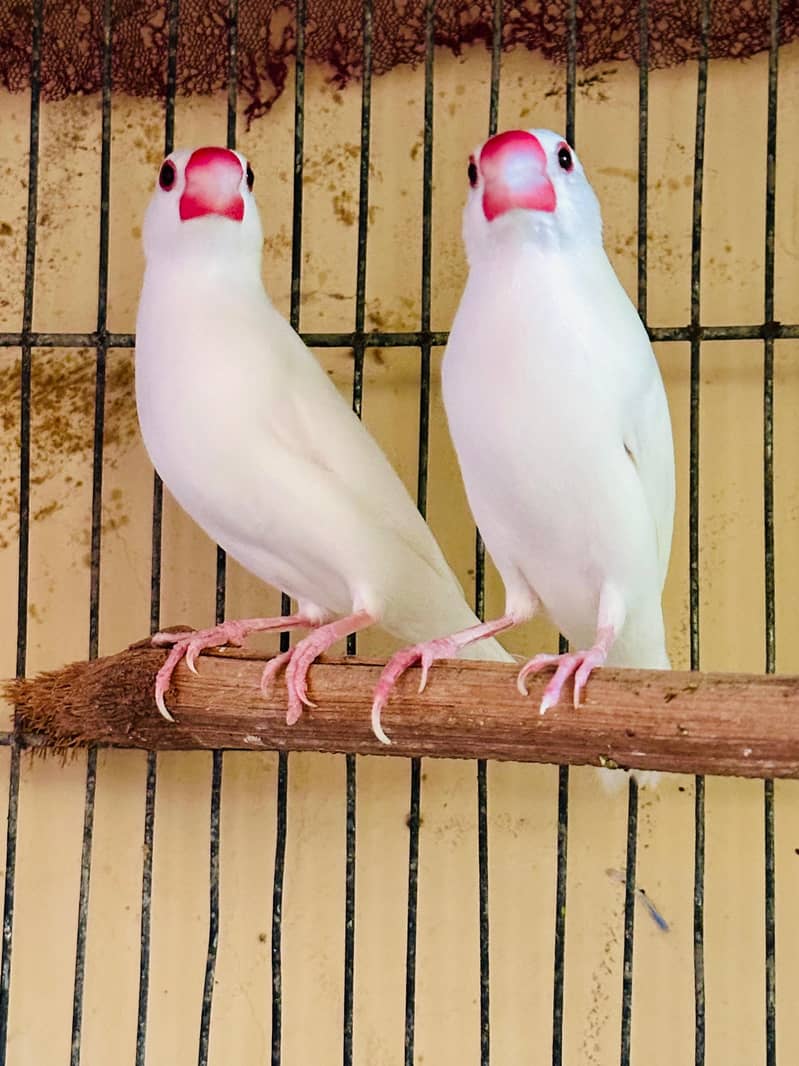 java breeding pyar 1