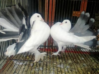 Luka pigeons