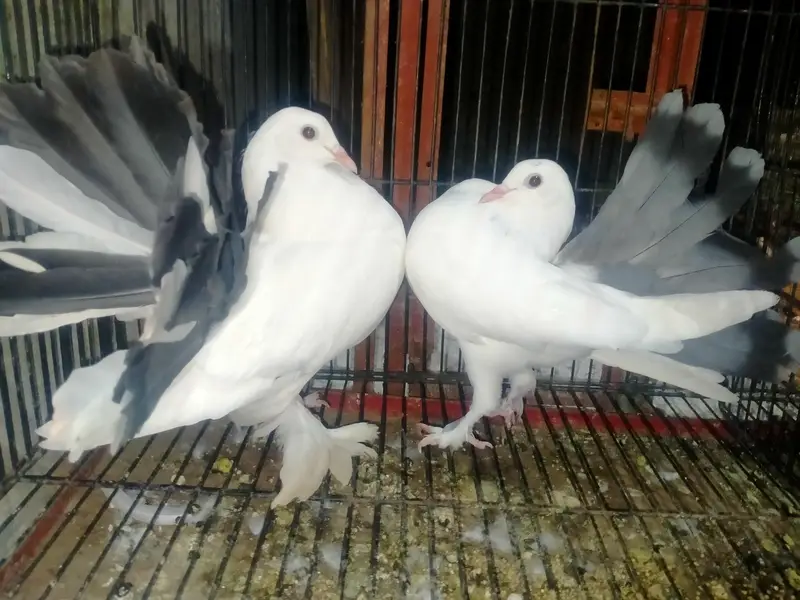 Luka pigeons