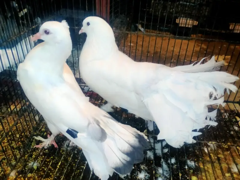 Luka pigeons — photo 2