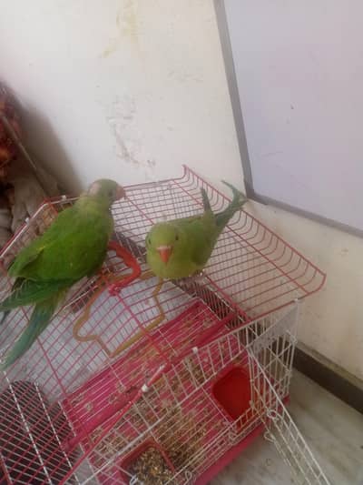 parrots