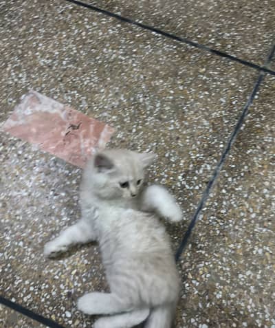 Russian cat for sale one is male other is female