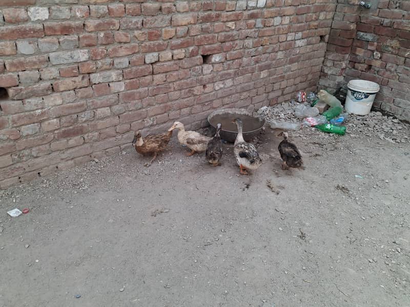 ducks 0