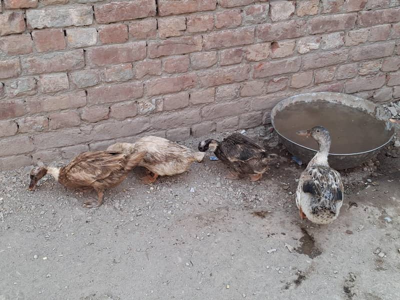 ducks 1