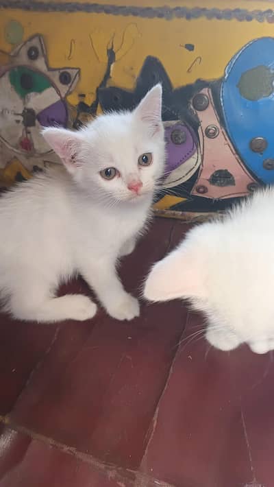 Persian double coat pair male female