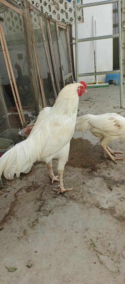 Paper white heera aseel pair and Qandhari heera aseel pair