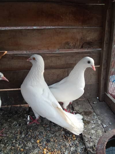 Navi ka jora for sale yellow eyes nar or black or yellow  eye madi