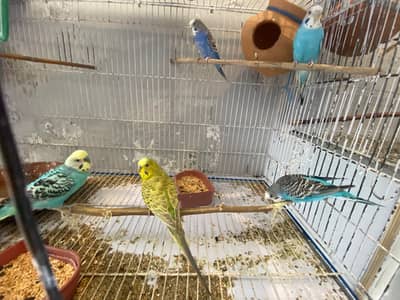 Budgies + Cage - Full Setup for Sale