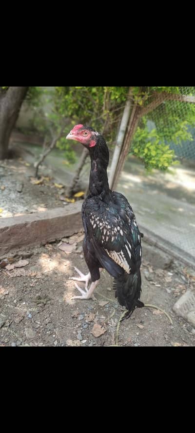 Amroha Aseel chicks