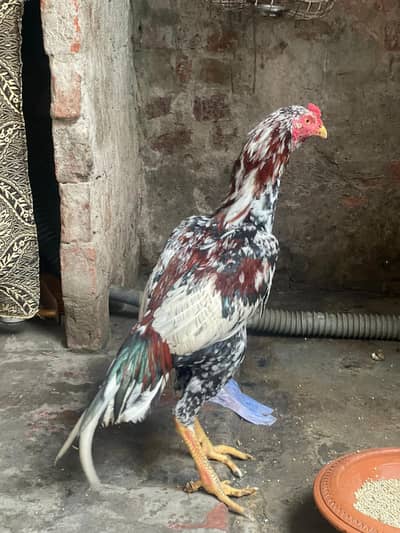 Aseel Mianwali i High quality patha