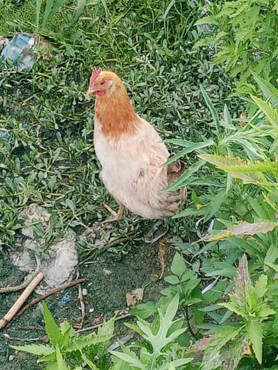 Egg laying hens available 5 piece