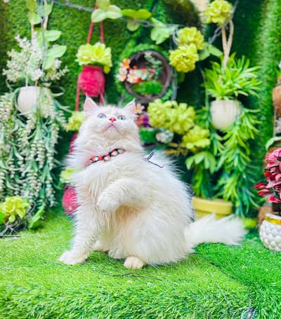 persian cats and kittens for sale wtsapp (0307/710/92/69)