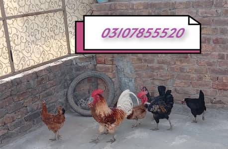 5 Female 2 Male For sale