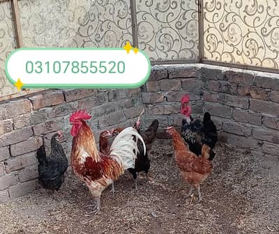 5 Female 2 Male For sale