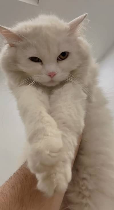 Persain cat full active