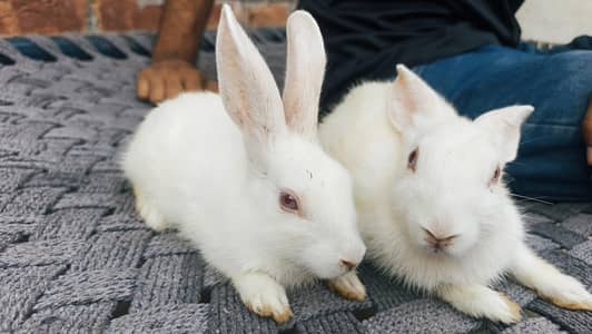 RED EYE RABBITS