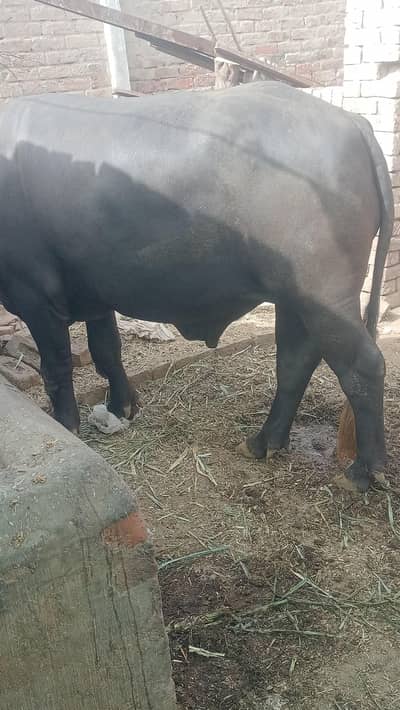 pure neeli ka jhota