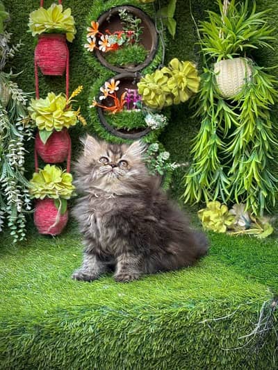 persian cats and kittens for sale wtsapp (0307/710/92/69)
