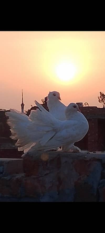 Pure quality birds