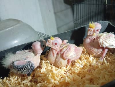 cocktail chick's