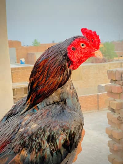 Aseel Lakha Murgha