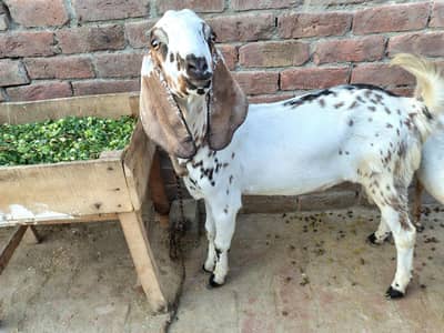 Pair of Goat's (Male & Female) For Sale