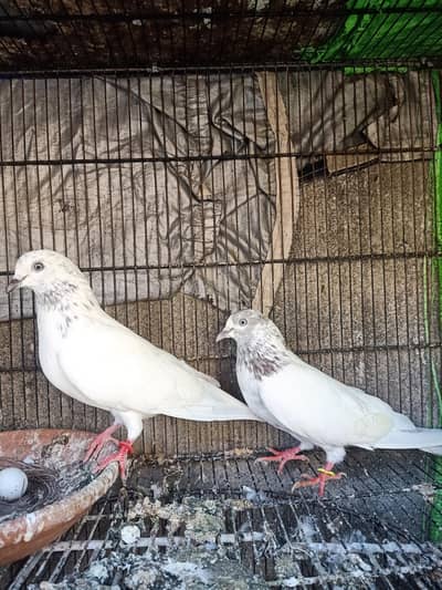 high quality breeder pairs for sale Andy bacho ki grantee