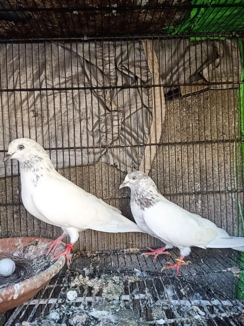 high quality breeder pairs for sale Andy bacho ki grantee