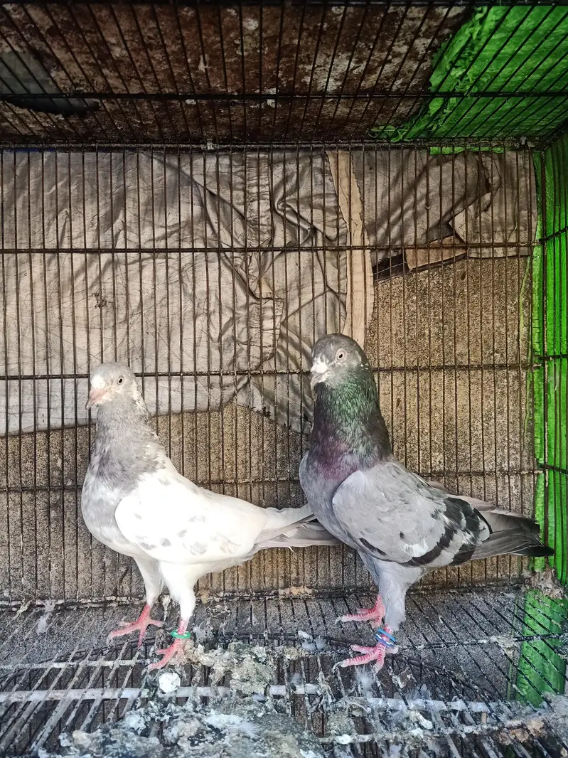 high quality breeder pairs for sale Andy bacho ki grantee — photo 2