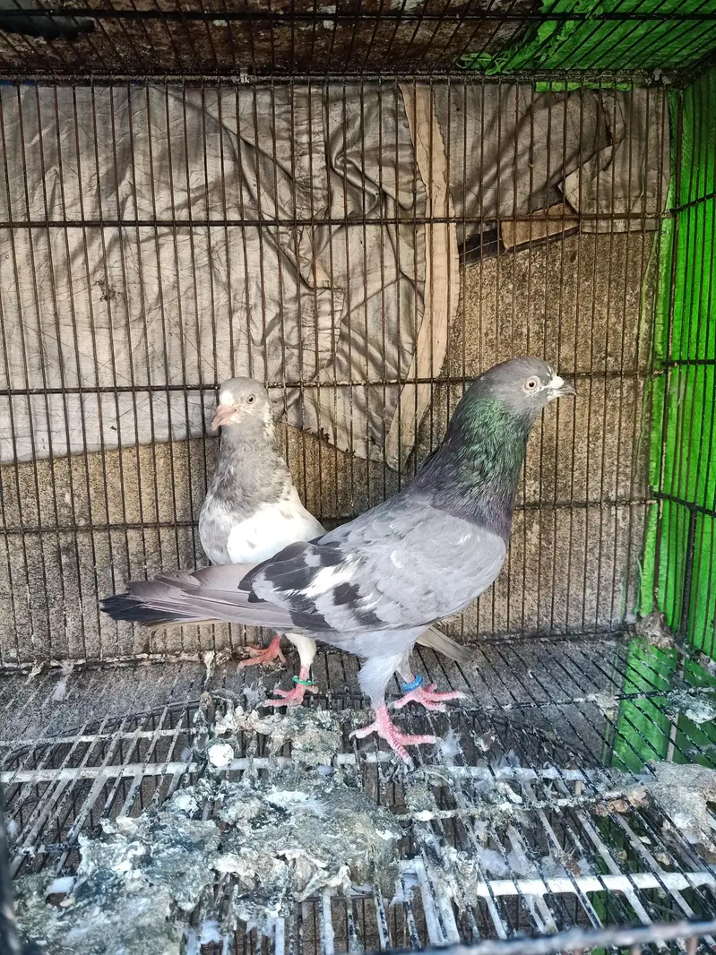 high quality breeder pairs for sale Andy bacho ki grantee — photo 3