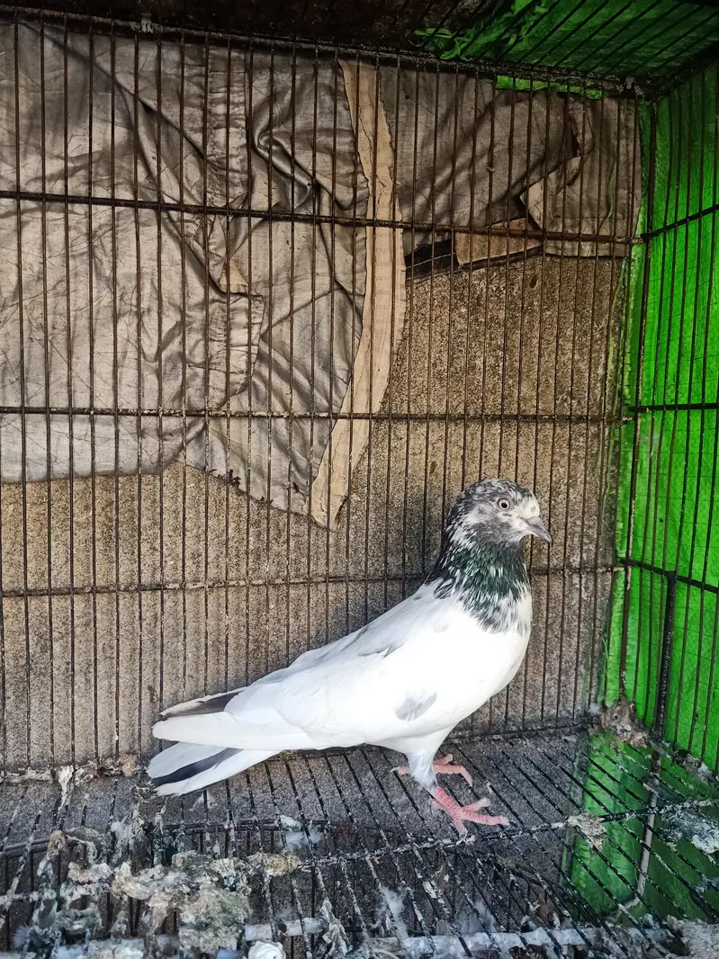 high quality breeder pairs for sale Andy bacho ki grantee — photo 4