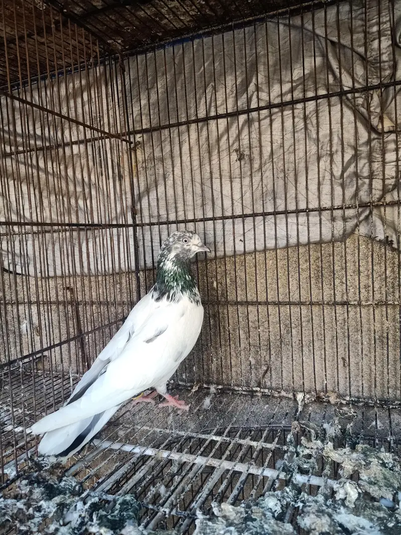 high quality breeder pairs for sale Andy bacho ki grantee — photo 5