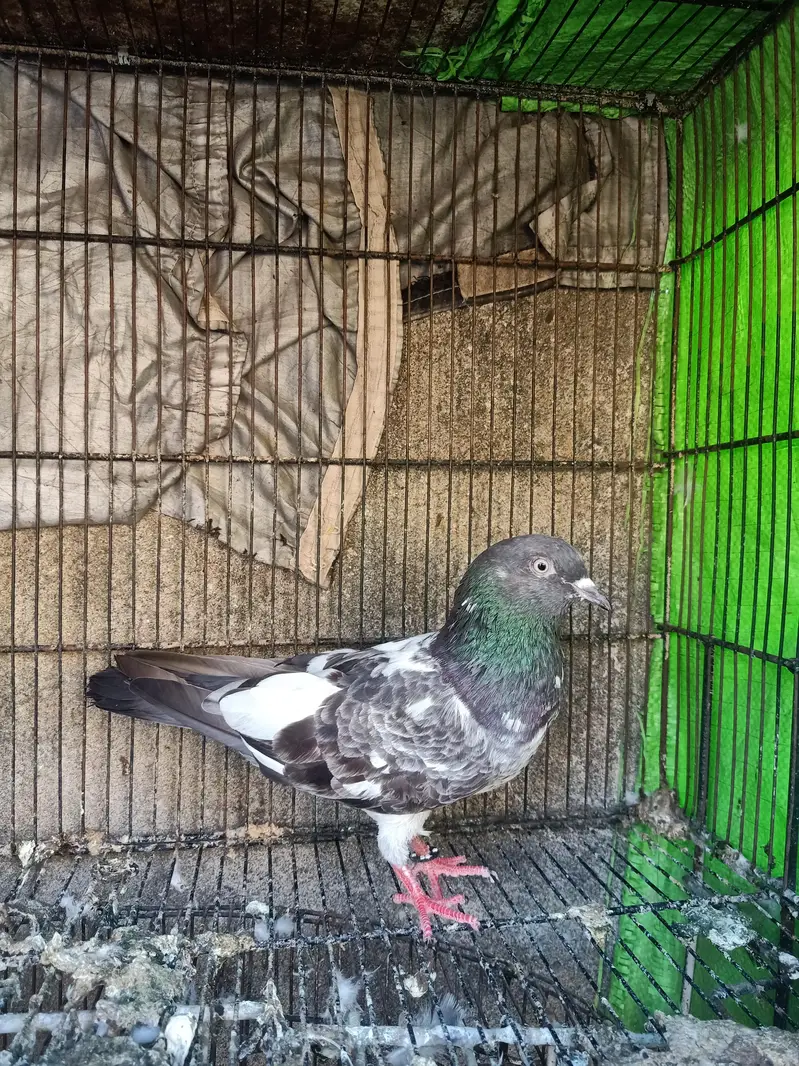 high quality breeder pairs for sale Andy bacho ki grantee — photo 6