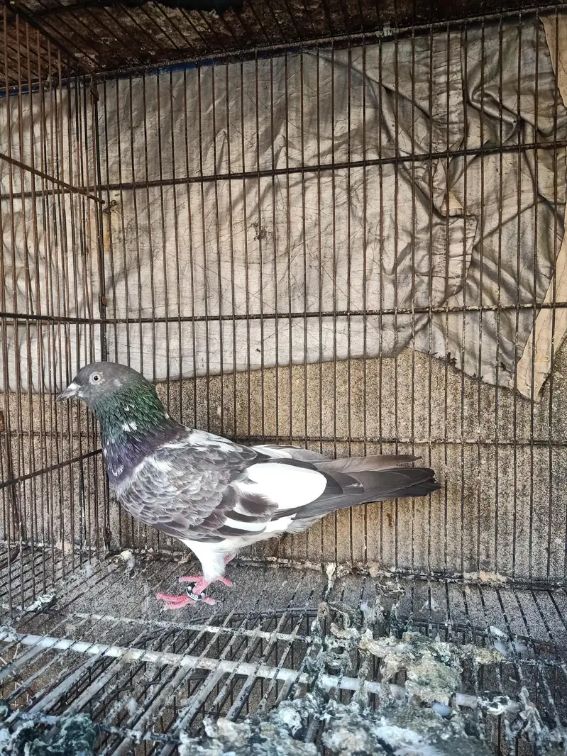 high quality breeder pairs for sale Andy bacho ki grantee — photo 7