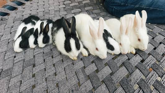 RED EYE RABBITS