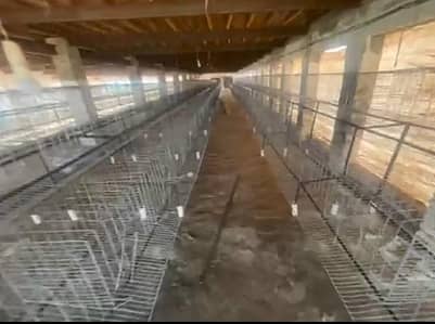 Healthy Caged Hen for Sale | Farm Fresh Desi Hen | Ready to Lay
