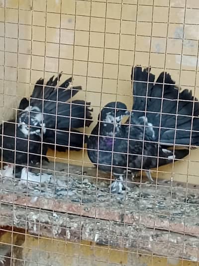 lucka kabotar pegion black and white available