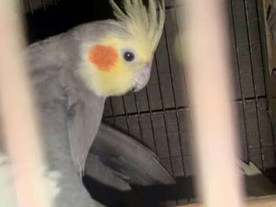 Cockatiel Birds Pair