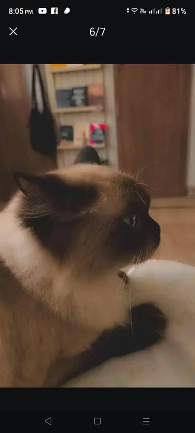 Himalayan Female Cat