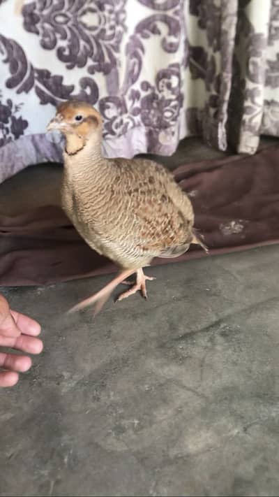 Full size breeder dakhni irani cross male