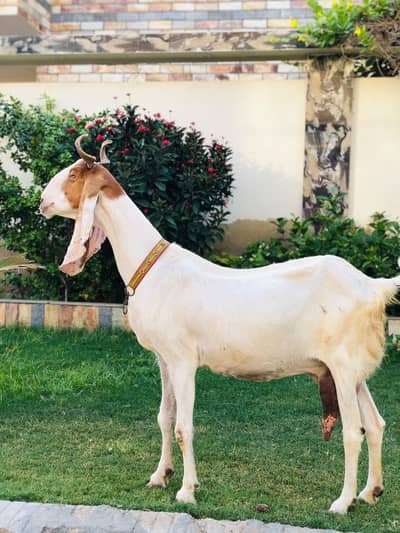 Yousuf Goat Farm