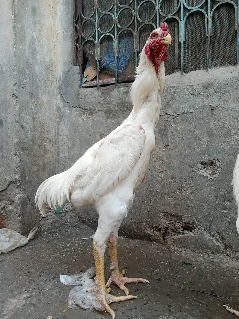 pure aseel shamo_White Shamo Chick|Quality bird|king size/aseel chicks — photo 9