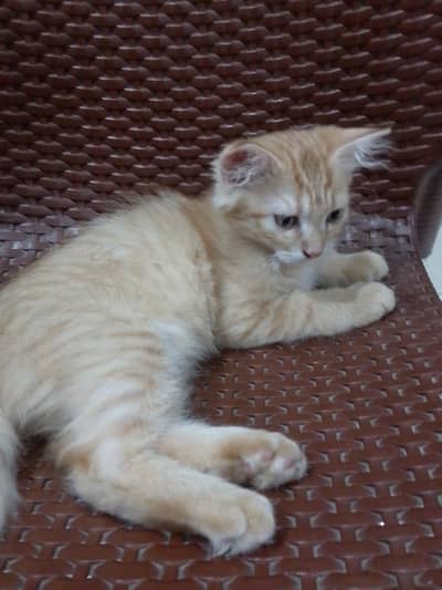 Kitten available