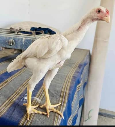 pure aseel shamo chicks_king size white shamo/ quality shamo pair