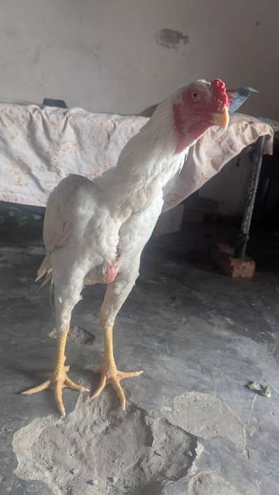 asal shamo murga murgi jora