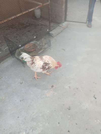 Golden misri desi roosters