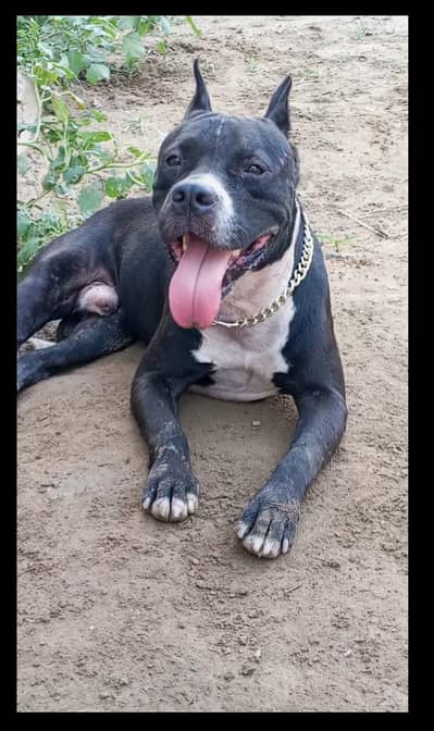 Pitbull