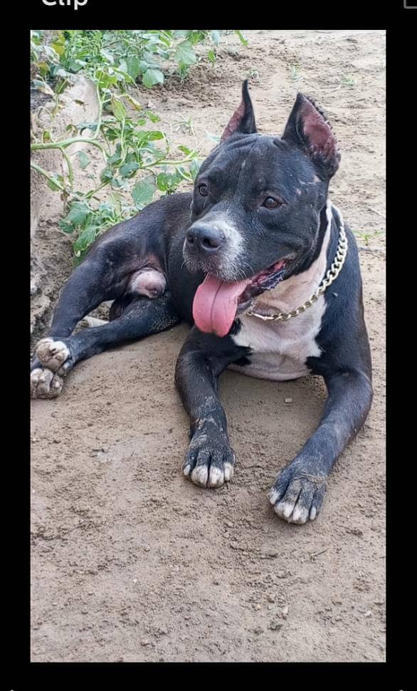 Pitbull 1