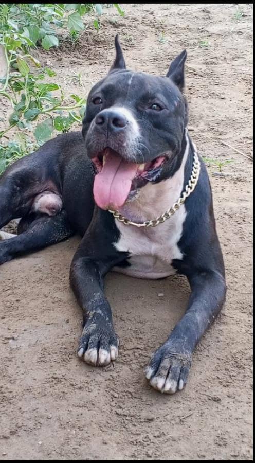 Pitbull 2